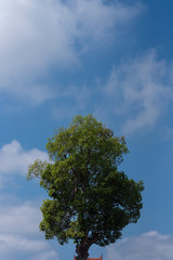 Alone tree against blue sky background