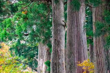Naklejka premium The cedar trees in the forest