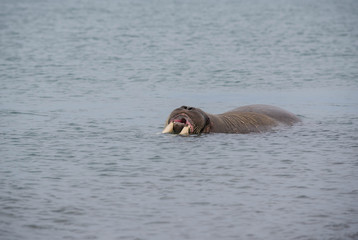 Fototapeta premium The walrus is a marine mammal, the only modern species of the walrus family, traditionally attributed to the pinniped group. One of the largest representatives of pinnipeds.