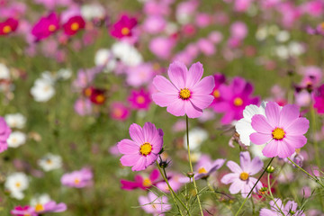 Cosmos flower, Ibaraki, Japan
