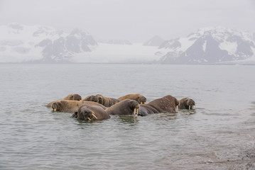 Fototapeta premium The walrus is a marine mammal, the only modern species of the walrus family, traditionally attributed to the pinniped group. One of the largest representatives of pinnipeds.