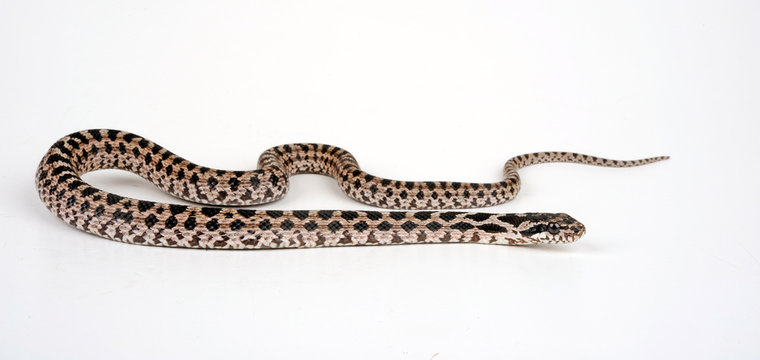 Vierstreifennatter (Elaphe quatuorlineata) - Four-lined snake