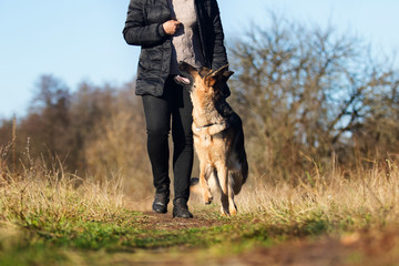 german shepherd dog outdoor