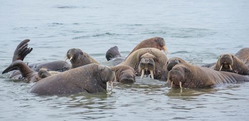 The walrus is a marine mammal, the only modern species of the walrus family, traditionally attributed to the pinniped group. One of the largest representatives of pinnipeds.