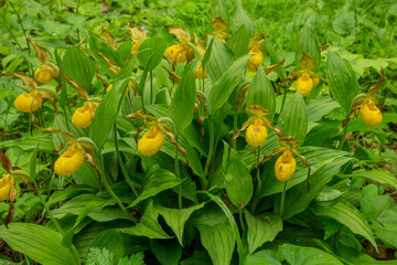 Yellow Lady's Slipper taken in northern MN