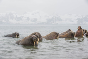 The walrus is a marine mammal, the only modern species of the walrus family, traditionally...