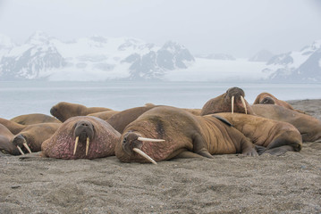 The walrus is a marine mammal, the only modern species of the walrus family, traditionally attributed to the pinniped group. One of the largest representatives of pinnipeds.