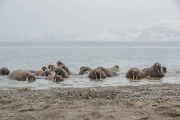 The walrus is a marine mammal, the only modern species of the walrus family, traditionally...