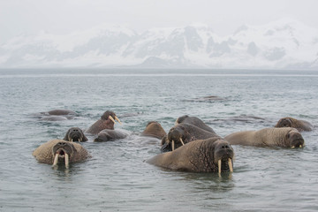 The walrus is a marine mammal, the only modern species of the walrus family, traditionally attributed to the pinniped group. One of the largest representatives of pinnipeds.