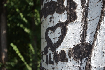 Poplar tree. Bark background