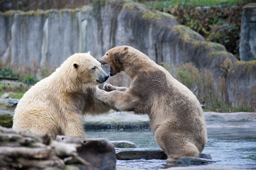 Two male polar bears fight and bite. Polar bears close up . Alaska, polar bear. Big white bear in the spring in the forest . Polar bear is in Alaska, rocks, grass, cold spring.