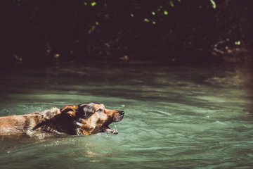 Fototapeta premium Chien en train de nager dans une rivière