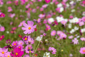 Cosmos flower, Ibaraki, Japan
