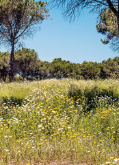 Fields of Andalusia with trees