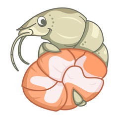 A smiling shrimp holds and shows shrimp meat that is being produced from it. The image can be placed in a circle. Vector on a transparent background.