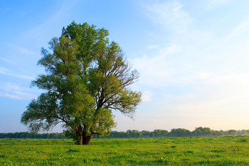 Spring sunrise landscape over the meadows along the Vistula river in Mazovia region in Poland.