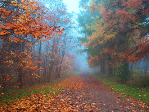 Mystical Landscape With Blue Fog In Autumn Forest.
