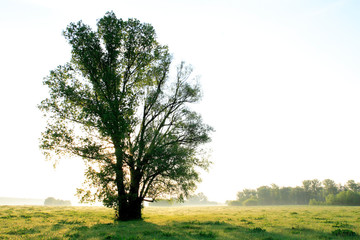Spring sunrise landscape over the meadows along the Vistula rive