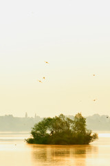 Willow trees on the meadows along the Vistula river in Mazovia region in Poland in spring season. © Art Media Factory