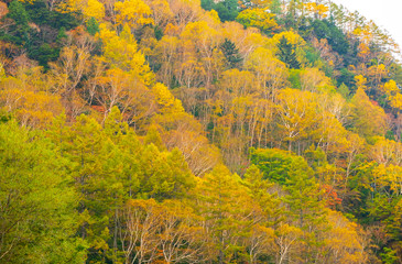 Fototapeta premium Autumn Leaves background with blue sky in sunny day. A wonderful view of The scenery in autumn is before the winter. Autumn leaves in different colors in nature concept.