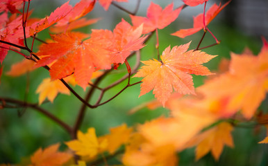 Colorful of Maple leaf or Acer pseudoplatanus. The wind is blowing a Maple leaves are changing colors in the autumn with blur background,Nature concept.