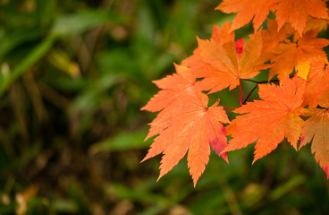 Colorful of Maple leaf or Acer pseudoplatanus. The wind is blowing a Maple leaves are changing colors in the autumn with blur background,Nature concept.