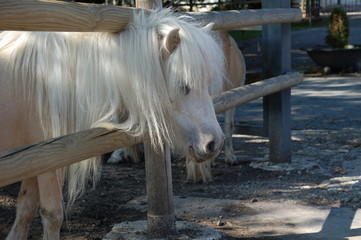 Dösendes Pony mit Zaun