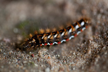 beautiful caterpillar macro