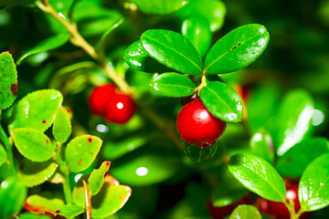 Cowberries in the forest after rain.