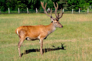 Naklejka na ściany i meble Single Red Deer, Cervus elaphus, feeding in a wildlife park in Masuria region in Poland