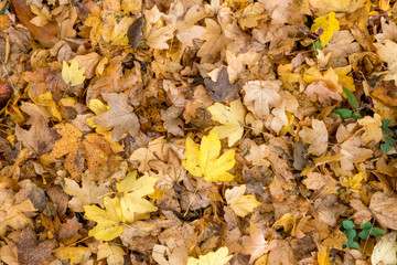 Autumnal colorful leaves of maple trees. Full frame as a background
