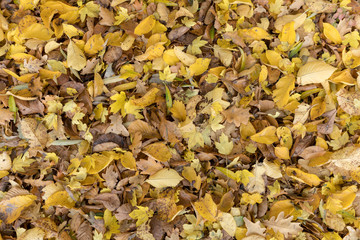 Autumnal colorful leaves of maple trees. Full frame as a background