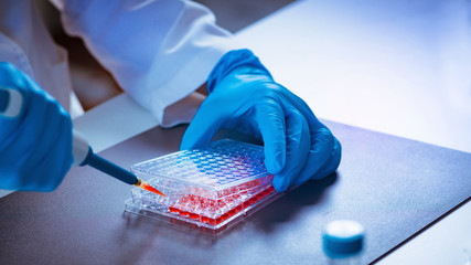Biotechnology. Laboratory technician working with cell culture