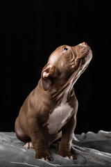 Obraz premium Puppy of American Bully breed on a black background