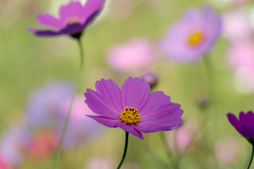 Cosmos flower, Ibaraki, Japan