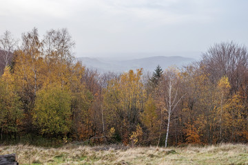 Autumn forest in the mountains.