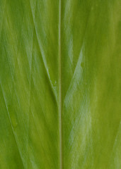 Leaf