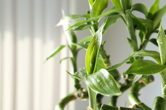Green bamboo plant on blurred background, closeup. Space for text