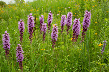 Native Prairie wildflowers taken in southern MN