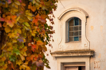 Fototapeta na wymiar wild wine nests in autumn on the facade of a house