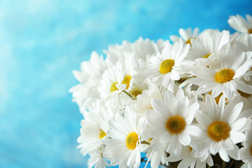 Beautiful chamomile flowers on color background, closeup. Space for text
