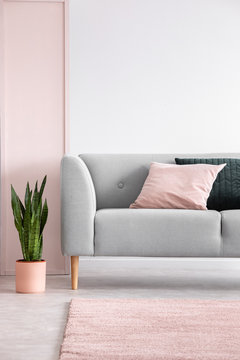 Plant next to grey settee with cushions in grey living room interior with pink carpet. Real photo
