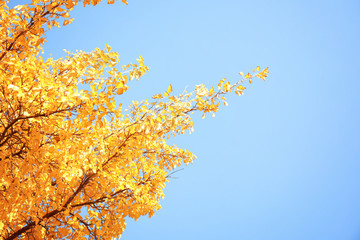 Fototapeta na wymiar Tree with golden leaves against blue sky. Autumn sunny day