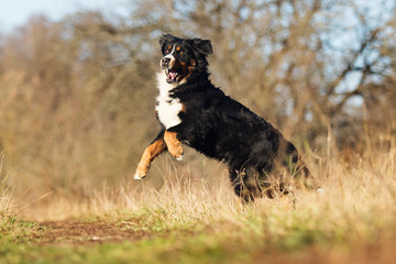 Bernese Mountain dog outdoors