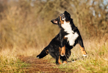 Bernese Mountain dog outdoors