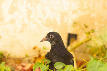 A portrait of a black pigeon in a house garden.