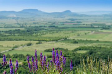 Obraz premium Purple flowers and hill in the background