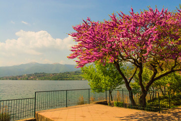 Pusiano lake , tree with pink flowers , Italy