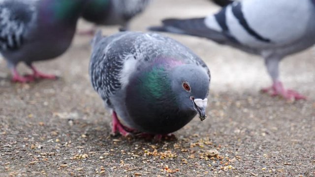 Flock of hungry pigeons pecking and eating food bread seeds outdoor in cold season, slow motion"