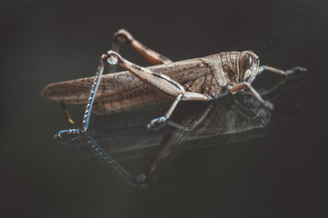 mature brown grasshopper